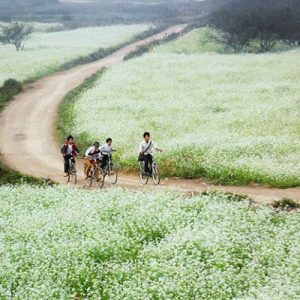 Dong Cai Trang Moc Chau